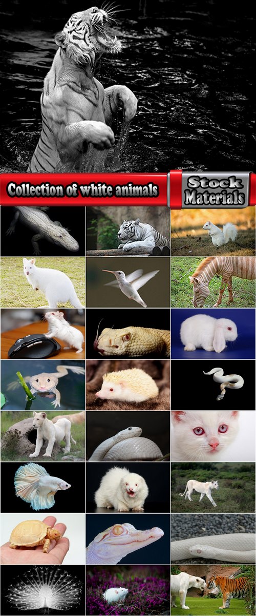 Collection of white animals albino tiger crocodile squirrel kangaroo Frog sables 25 HQ Jpeg
