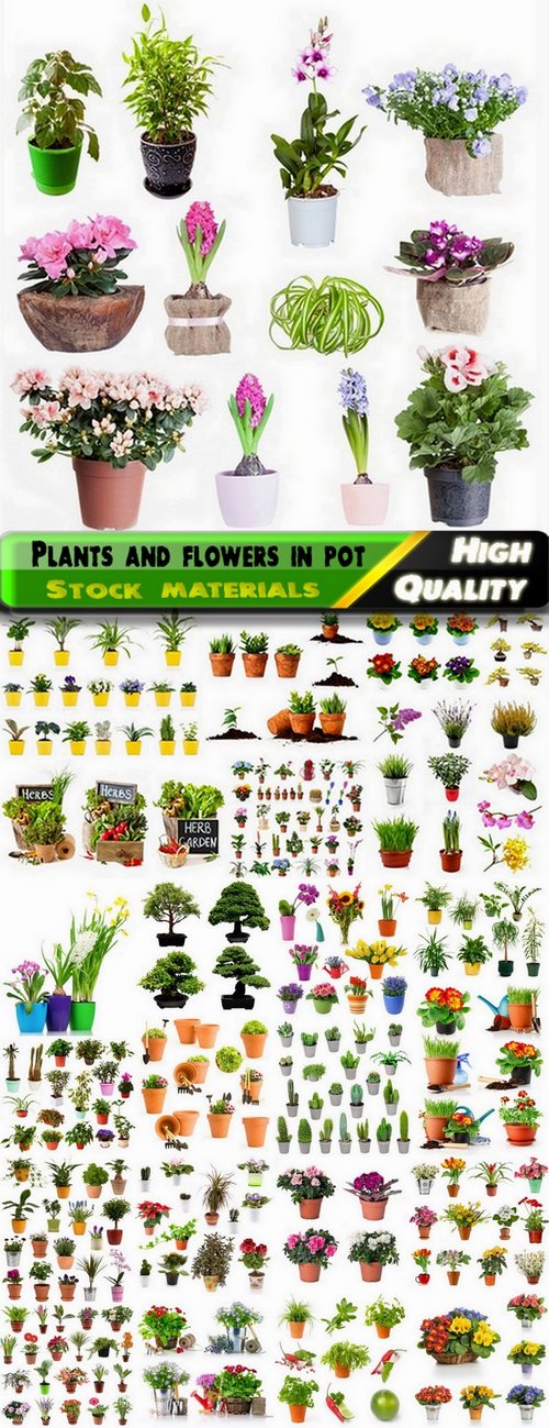 Plants and flowers in pot isoled - 25 HQ Jpg