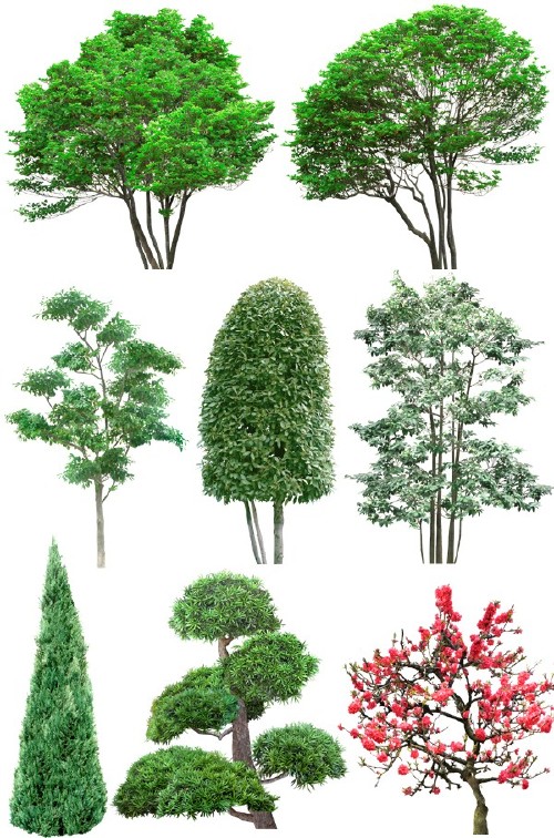 Деревья и кустарники (подборка изображений) прозрачный фон