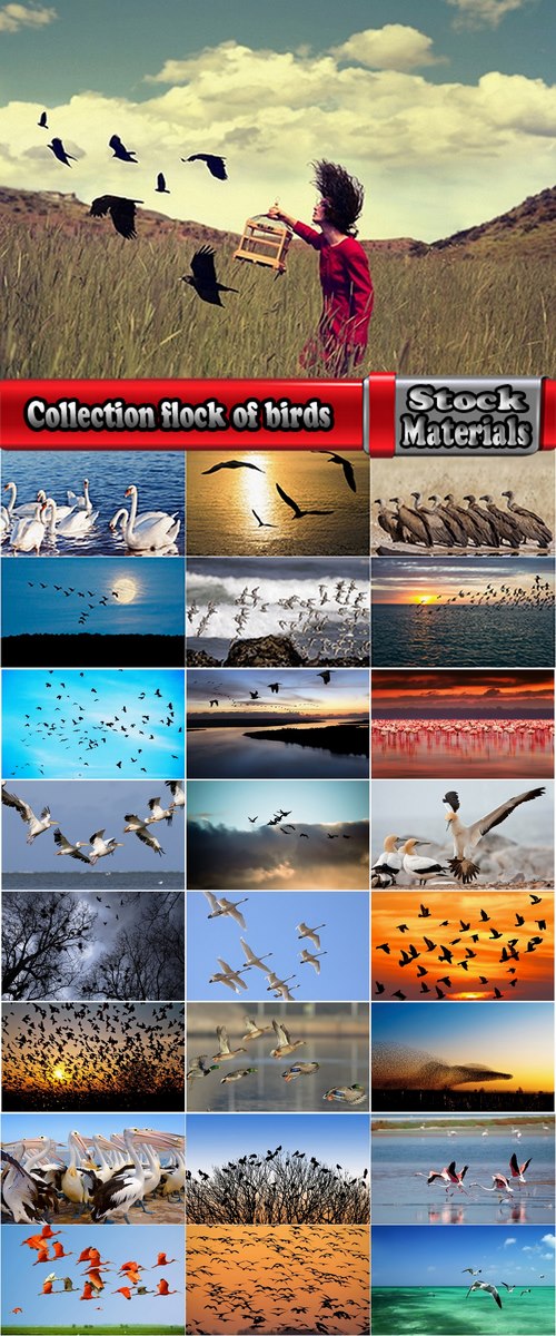 Collection flock of birds in flight bird duck goose flamingo crows dove 25 HQ Jpeg