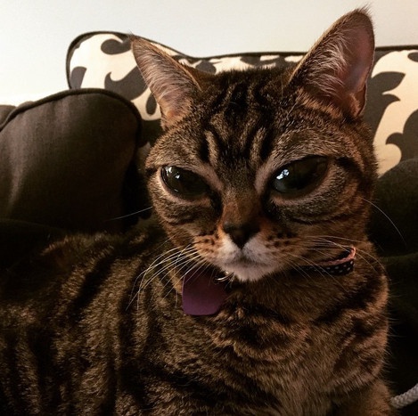 "Кошка-инопланетянка" покорила Интернет