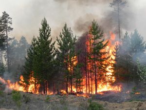 Из-за лесных пожаров в Канаде эвакуированы 8 тысяч человек