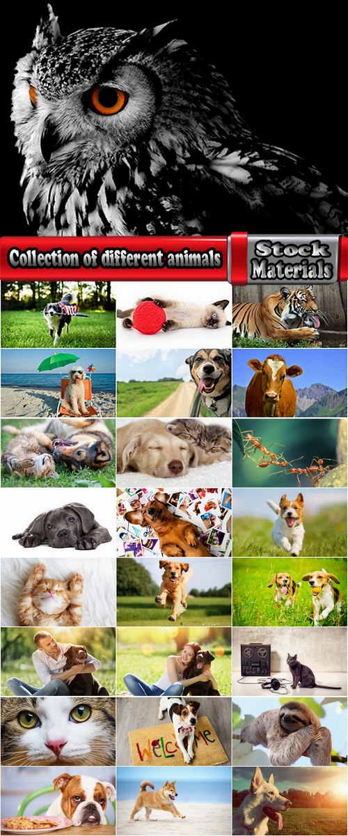 Collection of different animals tiger owl dog cat 25 HQ Jpeg