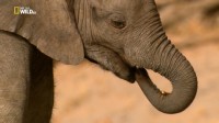      / Secrets of The Desert Elephants (2013) HDTVRip 720p