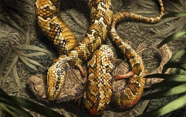 Ученые нашли змею с четырьмя конечностями
