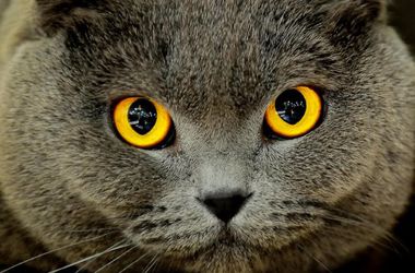 Ученые выяснили, почему у кошек вертикальные зрачки