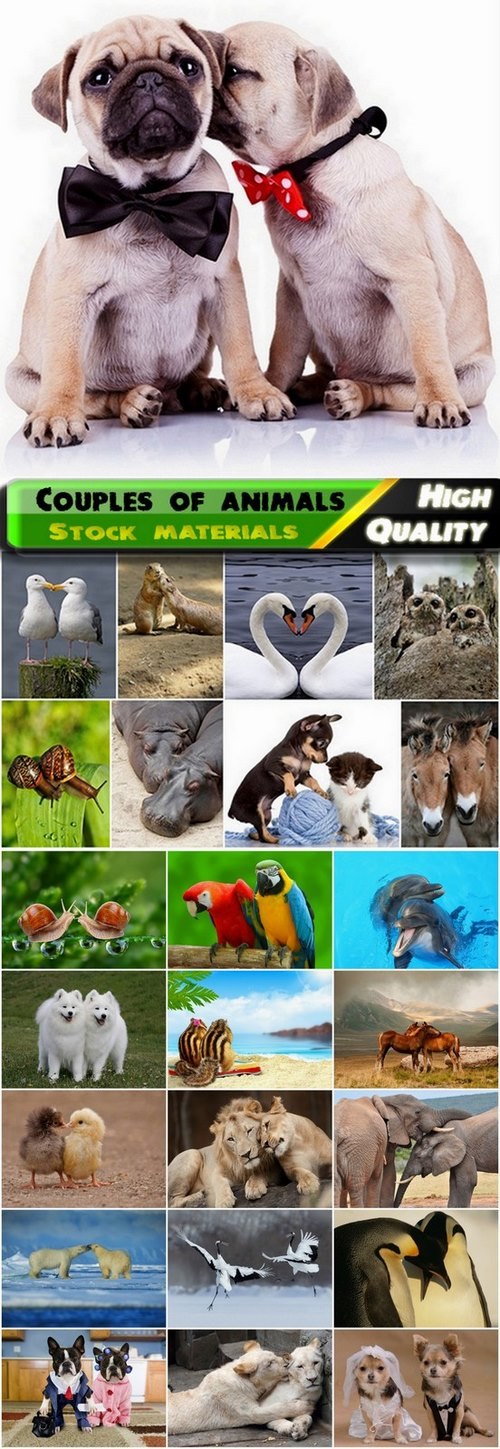 Couples pets and wild animals - 25 HQ Jpg