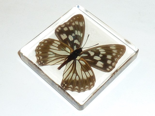 Бабочки №88 - Переливница никтелиус (Euripus nyctelius)